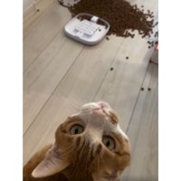 猫と倒れた自動給餌器とカリカリ