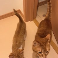 ドアの近くにいる2匹の猫