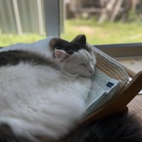 窓際で寝る猫
