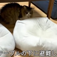 テーブル下に避難しているぽこまる