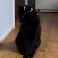 不思議そうに子猫を見つめる黒猫