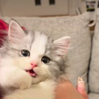 飼い主さんの腕の中で口を開けるてん君