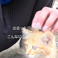 なでられる子猫