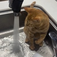 蛇口から出る水を見つめる猫