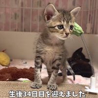 キジトラの子猫（生後34日目を迎えました）
