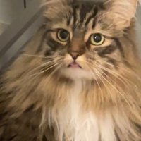 舌を出す猫