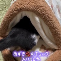 猫用ベッドの中に入っていく猫