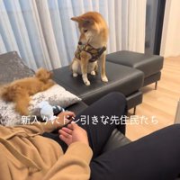 伏せをしているブレたトイプーを見下ろす柴犬