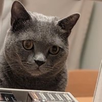 鏡を見る猫