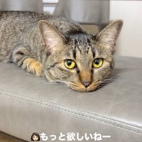 飼い主を見る猫4