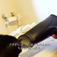 ドライヤーで乾かされる子猫