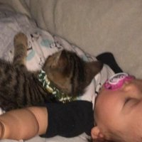 眠る赤ちゃんと子猫