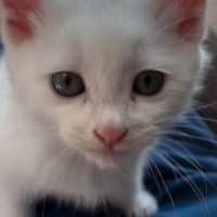 カメラ目線の猫