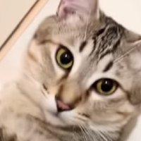 見つめる猫