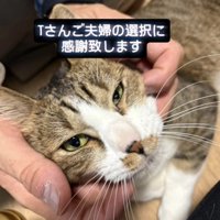 顔をなでられる猫