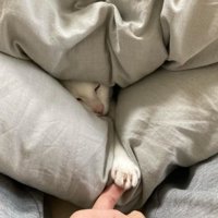 室内にいる猫