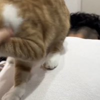 飼い主さんの背中に乗る猫の写真2-4