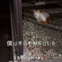 外で座っている猫