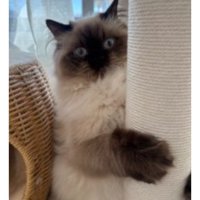 キャットタワーにいる猫