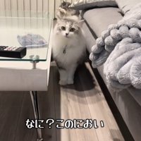 飼い主さんを見る猫