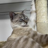キャットタワーの上で横になる猫