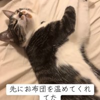 眠そうな猫