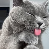 舌を出す猫の写真1