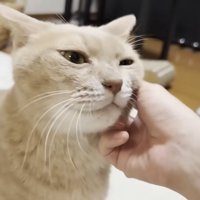 左頬を撫でてもらう猫ちゃん（お顔のアップ）