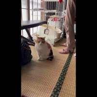 こちらを向いた姿