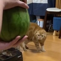 スイカに向かって警戒した声をあげる茶トラ猫