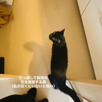 ママさんと新居の安全確認をする黒猫