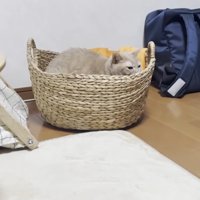 籠の中に入っている猫