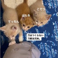 人の足元で鳴いている3匹の子猫