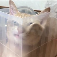 ぺちゃっとなったひのきちゃん