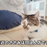 女性の隣に座っている猫
