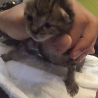 目が開いたばかりの子猫