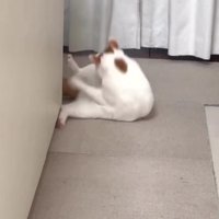 転がる猫
