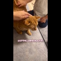 ドヤ