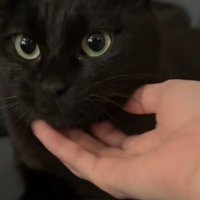 あごをなでられている黒猫