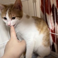 茶白猫が人の指に口をつけている