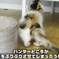 タグを咥えて尻尾を下げる猫（ハンターどころかおしりをぷりぷりさせてしまったうなぎ…ｗ）