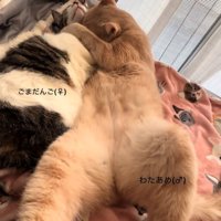 大きくなった2匹の猫