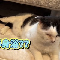 下半身だけこたつに入っている猫