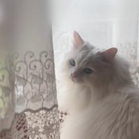 長毛猫の顔