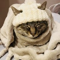 ニット帽をかぶって毛布にくるまる猫