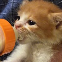 ミルクを飲む子猫の横顔