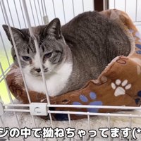 拗ねるリノちゃん