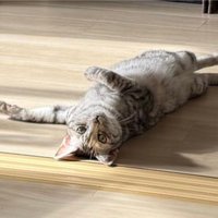 仰向けになってくつろぐ猫