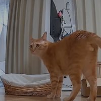 用意されたラタンベッド