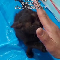 人の手に顔をつける子猫